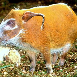Red river hog; London Zoo; 24th January 2020