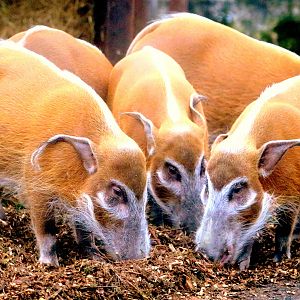 Red river hogs; London Zoo; 24th January 2020