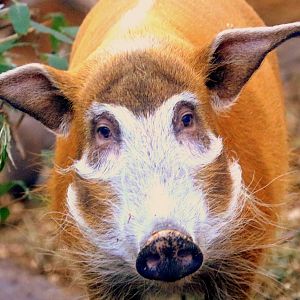 Red river hog; London Zoo; 24th January 2020