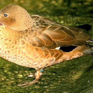 Madagascar teal; London Zoo; 24th January 2020