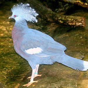 Victoria crowned pigeon; London Zoo; 24th January 2020