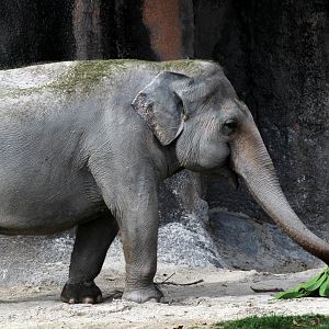 Asian Elephant