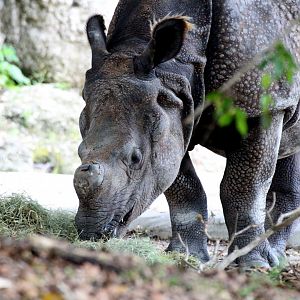 Greater One-horned Rhinoceros