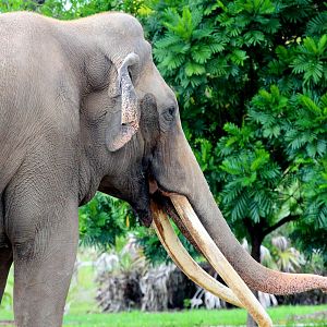 Asian Elephant