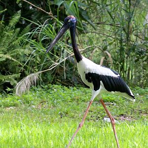 Black-necked Stork