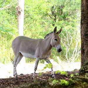 Somali Wild Ass