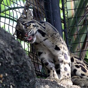 Indochinese Clouded Leopard