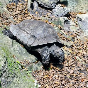Burmese Brown Tortoise