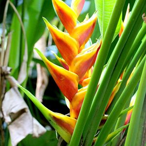 Heliconia
