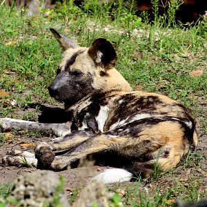 Painted Dog