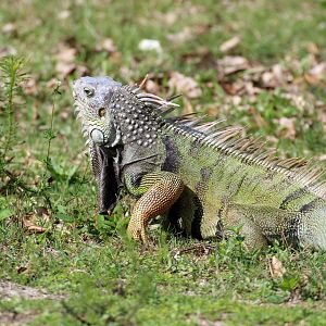 Green Iguana (wild)