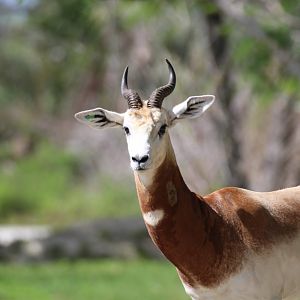 Addra Gazelle