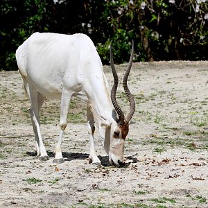 Addax