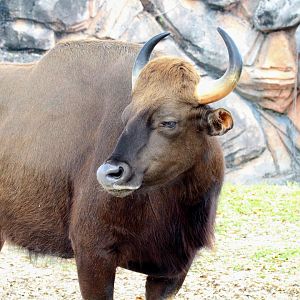 Gaur