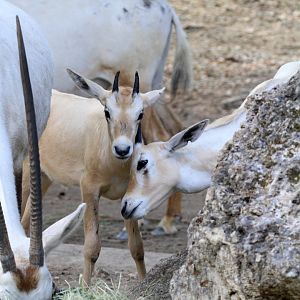Arabian Oryx calves