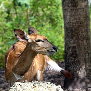 Lowland Nyala