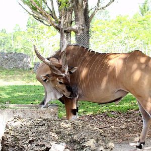 Eastern Giant Eland