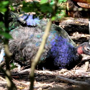 Congo Peafowl