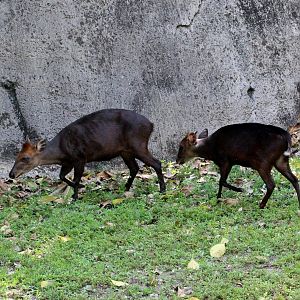 Black Duiker