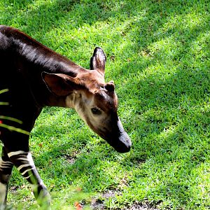 Okapi