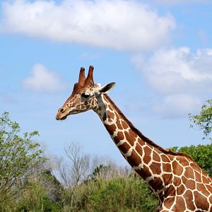 Reticulated Giraffe