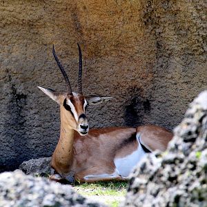 Grant's Gazelle