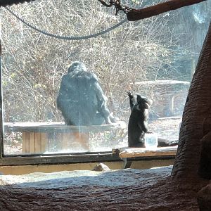 Chimpanzee and Black Managabe