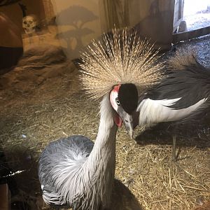 African Crowned Crane