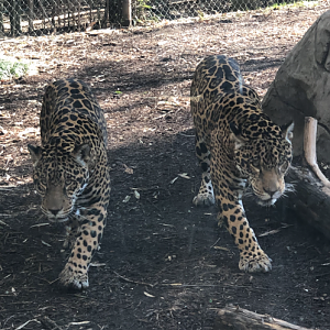 Jaguar Pair