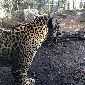 Jaguar