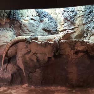Indoor Komodo Dragon