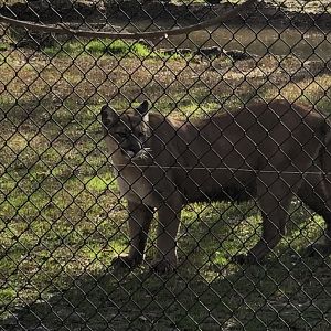 Mountain Lion