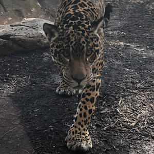 Jaguar