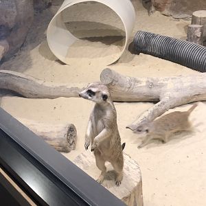 Meerkat