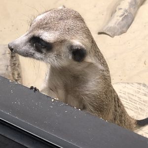 Meerkat