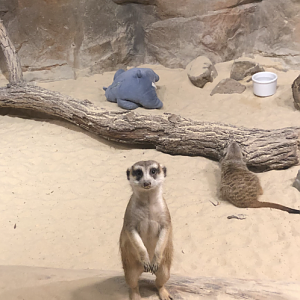 Meerkat