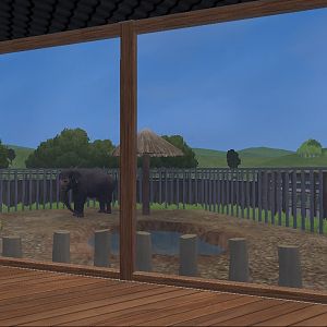 Sri Lankan Elephant Bull Indoor Viewing