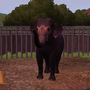 Sri Lankan Elephant Bull