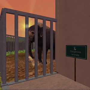 Sri Lankan Elephant Bull Outdoor Training Area