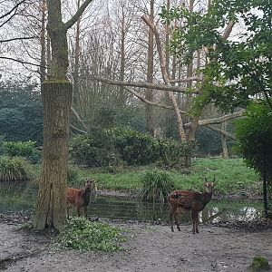 Philippine spotted deer