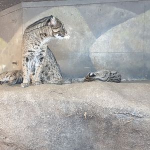 Fishing cat, mother with kittens