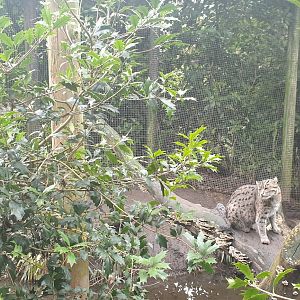 Fishing cat, male