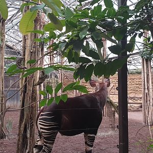 Okapi, indoor