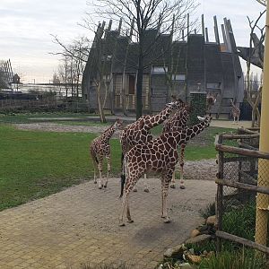 Reticulated giraffe