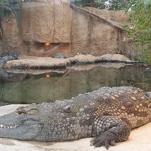 Nile crocodile, Crocodile house