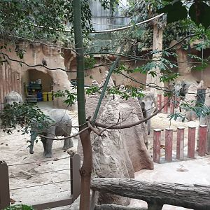 Asian Elephant, indoor