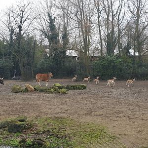 Banteng & Blackbuck paddock