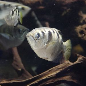 Banded Archerfish