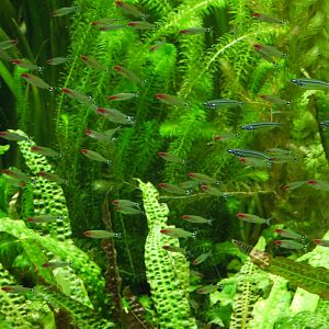 Firehead Tetra and Glass Schilbid