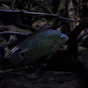 Jack Dempsey Cichlid